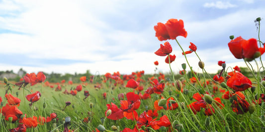 5 Memorial Day Poems on War and Remembrance