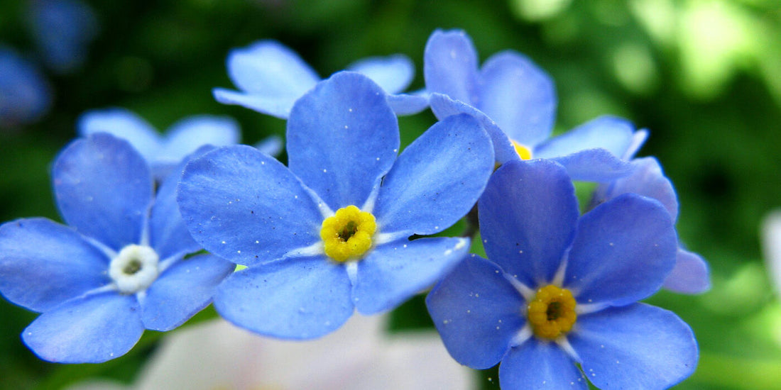 Short Memorial Quotes To Keep Your Loved Ones Close