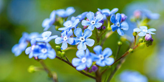 remembering a loved one